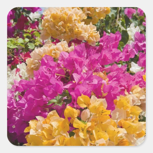 Bouganvilleau, Cayman Brac, Cayman Islands, Square Sticker (Front)