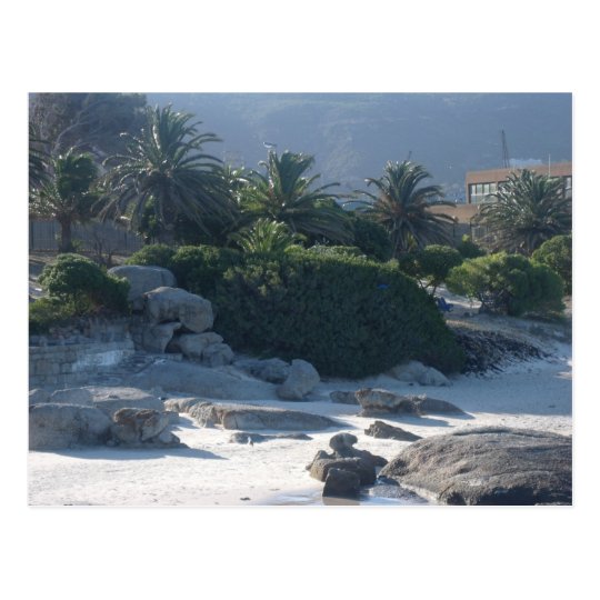 Boulders Beach - Cape Town Postcard