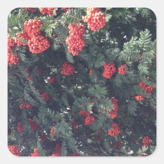 Bountiful Berries Square Sticker