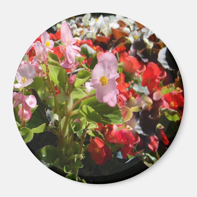 Bouquet of Begonias... Magnet (Front)
