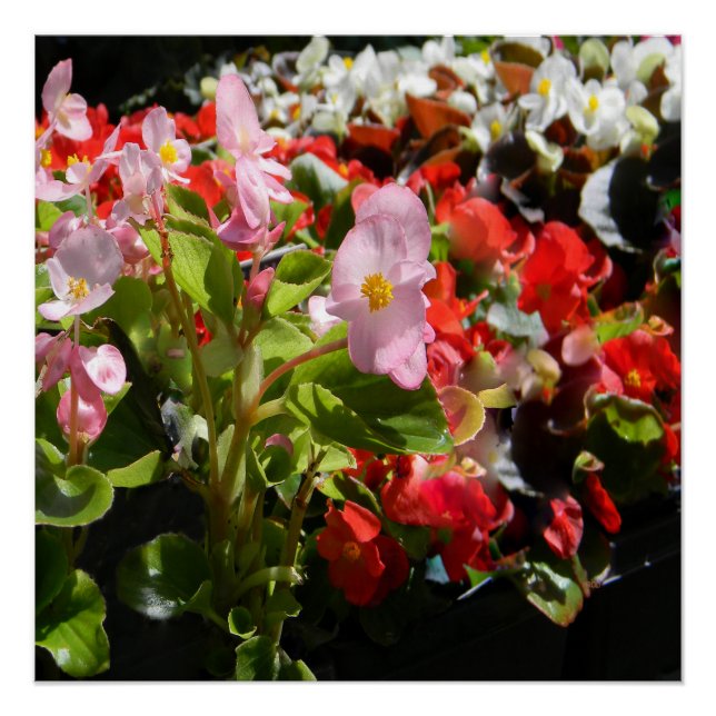 Bouquet of Begonias... Poster (Front)