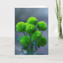 Bouquet of Green Santini Chrysanthemum Flowers