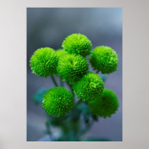 Bouquet of Green Santini Chrysanthemum Flowers