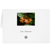 Bouquet of Ixora Cards (Back Horizontal)