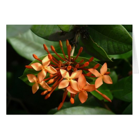 Bouquet of Ixora Cards (Front Horizontal)