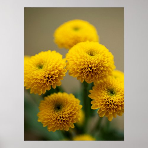 Bouquet of Yellow Santini Chrysanthemum Flowers Poster