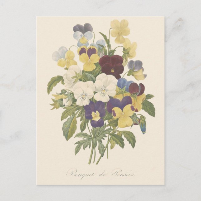 Bouquet Pansy Pansies Flower Illustration Postcard (Front)