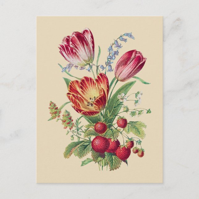 Bouquet - Tulips Postcard (Front)