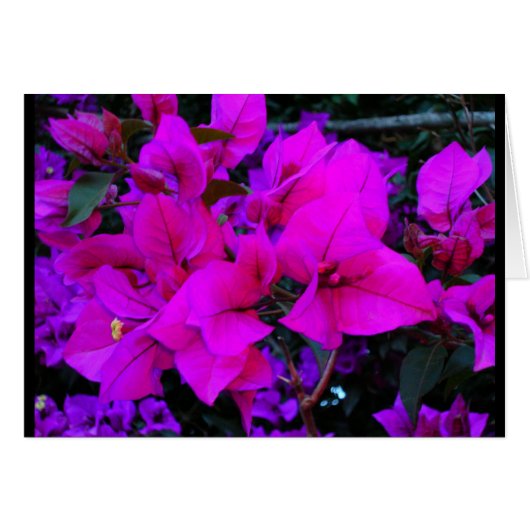 bourgenvilla cards (Front Horizontal)