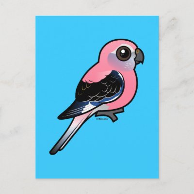 Bourke&#39;s Parakeet Postcard