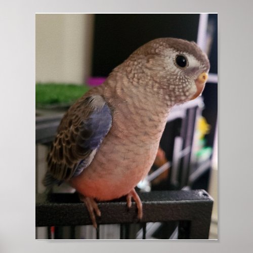 Bourkes Parakeet Poster