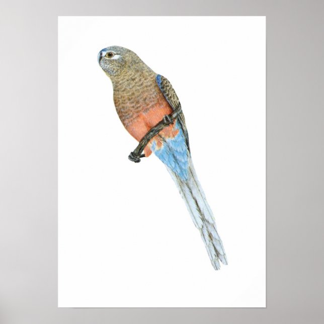 Bourke's Parrot - Neophema bourkii Poster (Front)