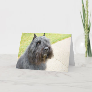 Bouvier des Flandres Card
