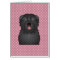 Bouvier des Flandres