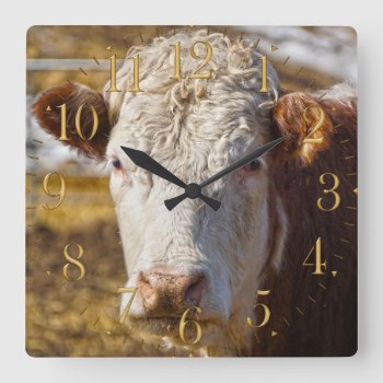 Bovine Beauty - Cattle Square Wall Clock by RavenSpiritPrints at Zazzle