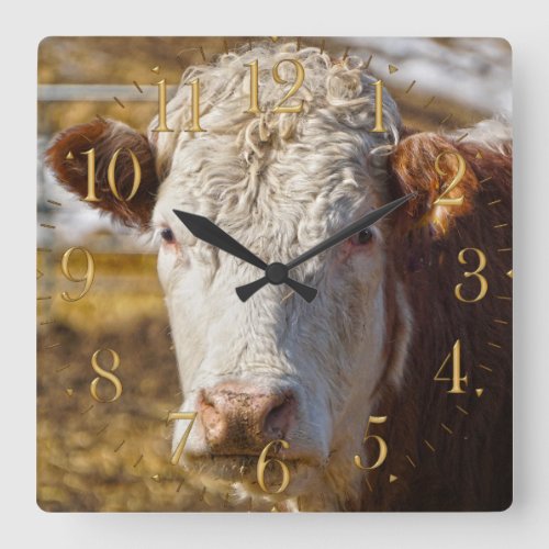 Bovine Beauty _ Cattle Square Wall Clock