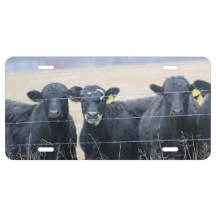 Bovine Bystanders License Plate