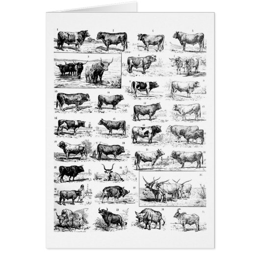 Bovine Chart Cards (Front)