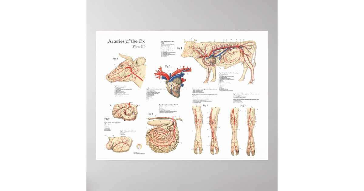 Bovine Cow Blood Vessels Anatomy Poster Zazzle bovine-cow-blood-vessels-anatomy-poster-zazzle