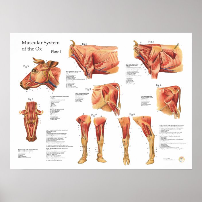 Bovine Cow Muscle Anatomy Poster