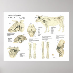 Bovine Cow Nervous Sytem Anatomy Poster