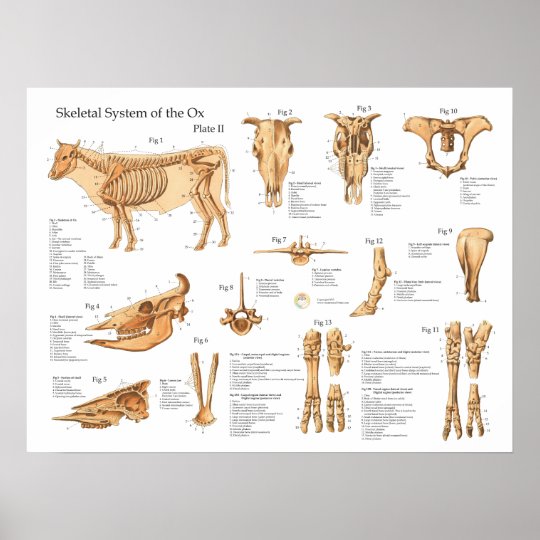Cow Anatomy Chart