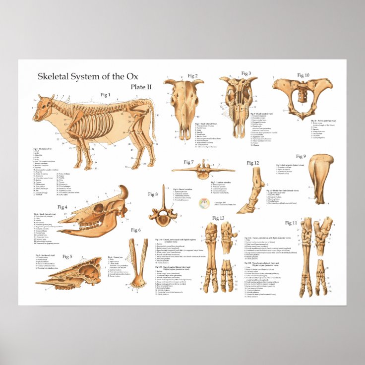 Bovine Cow Skeletal Anatomy Poster | Zazzle