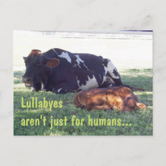 Bovine Lullaby Postcard