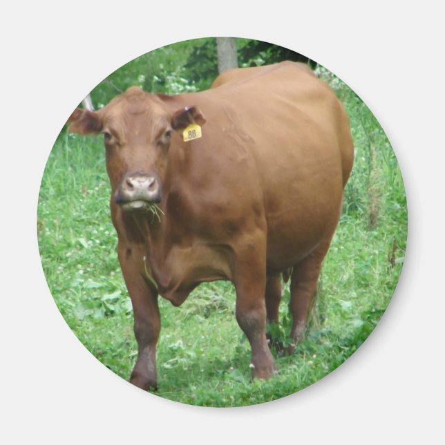Bovine Magnet (Front)