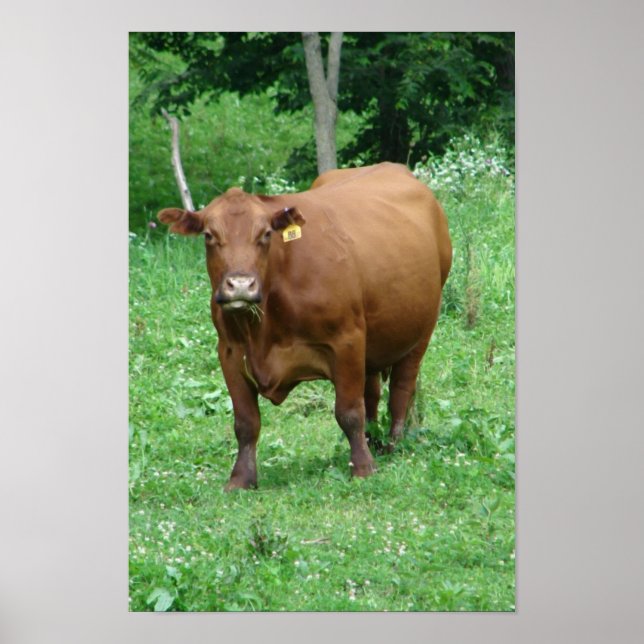 Bovine Poster (Front)