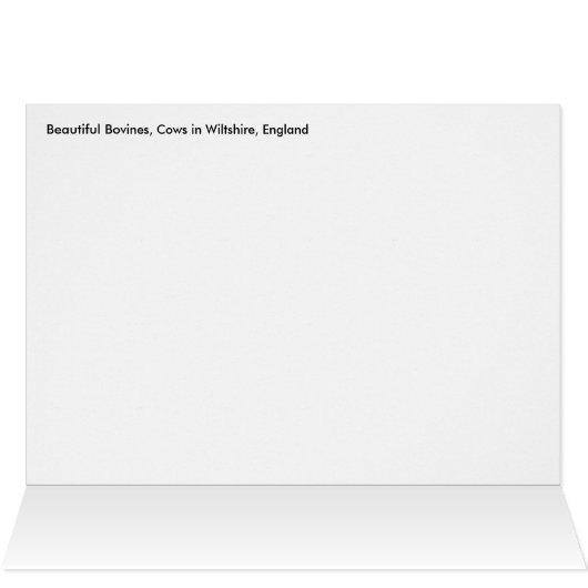 Bovines, Cows in Wiltshire, England (Inside Horizontal (Top))