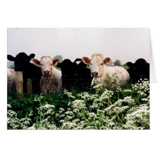 Bovines, Cows in Wiltshire, England Cards (Front Horizontal)