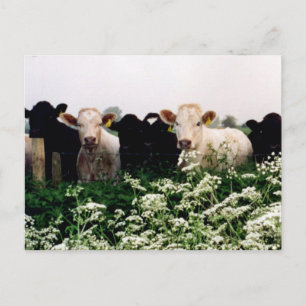 Bovines, Cows in Wiltshire, England Postcard