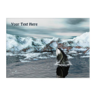 Bowhead Whale Acrylic Print