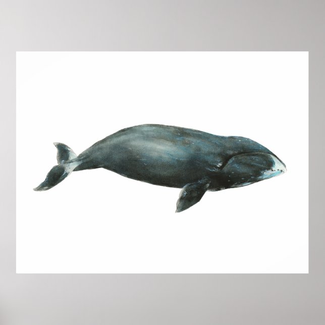 Bowhead Whale Watercolor illustration Poster (Front)