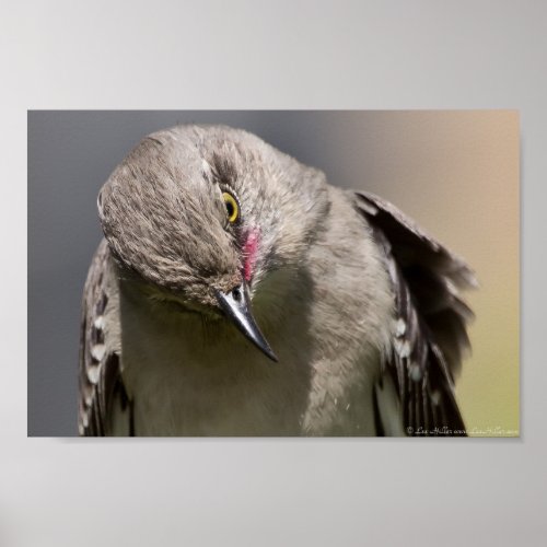 Bowing Wild Northern Mockingbird Poster