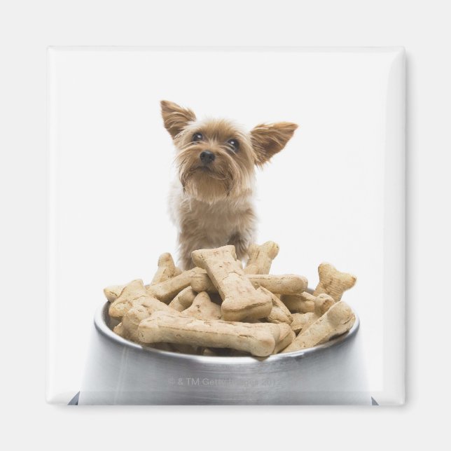 Bowl of dog treats by Yorkshire Terrier Magnet (Front)