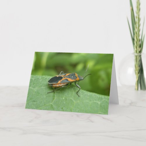 Box Elder Bug Coordinating Items Card