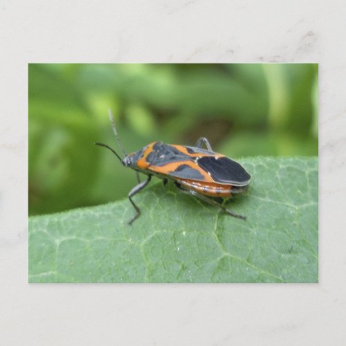 Box Elder Bug Coordinating Items Postcard