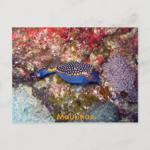 Box fish, Mauritius Postcard