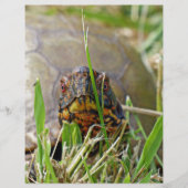 Box Turtle (Front)
