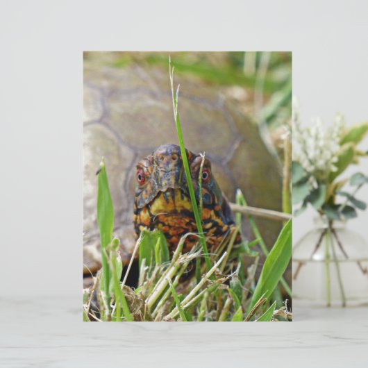 Box Turtle (Standing Front)