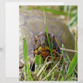Box Turtle (Front/Back)