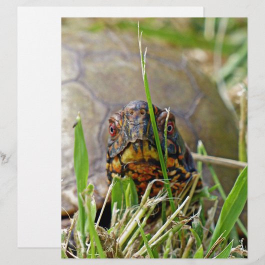 Box Turtle (Front/Back)
