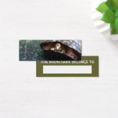 Box Turtle (Desk)