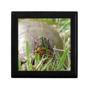 Box Turtle