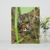 Box Turtle and Tadpoles (Standing Front)