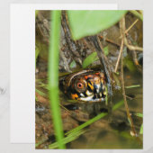 Box Turtle and Tadpoles (Front/Back)