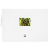 Box Turtle and Tadpoles (Back Horizontal)