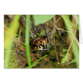 Box Turtle and Tadpoles (Front Horizontal)